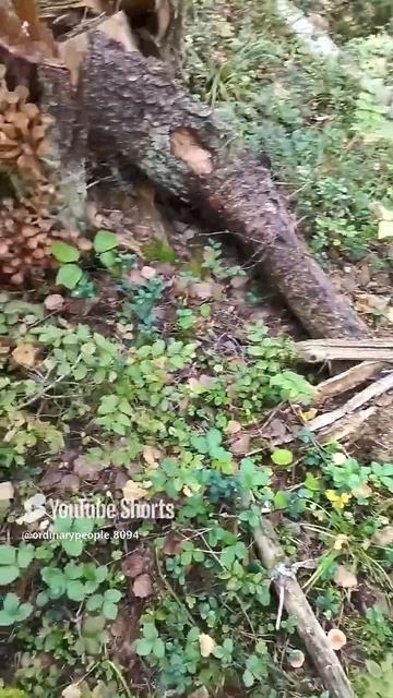 #short Опаньки , что мы нашли#shorts