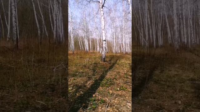 Сбор берёзового сока. Песня " я в весеннем лесу пил берёзовый сок"