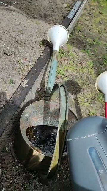 Полив рассады в теплице теплой водой #shortsvideo