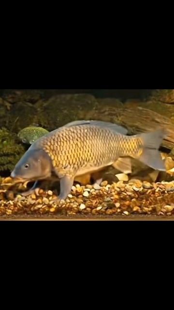 #рыбалка #рыбалканафидер ##carpfishing #карп #rek #рек #youtube #юмор #прикормкадлярыбалки #fyp