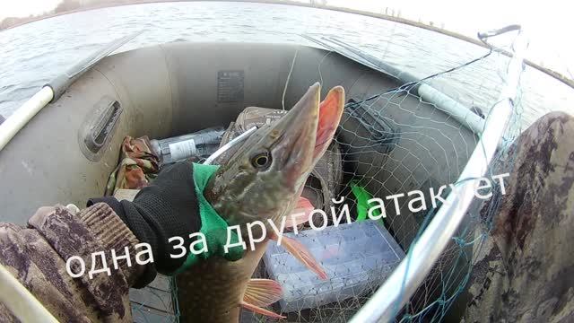 Щючены  одна за одной