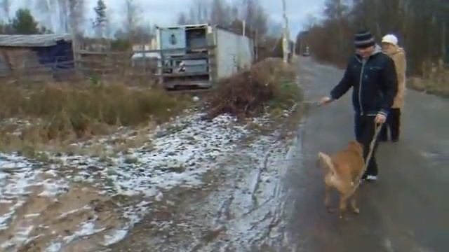 Дина видео 11 11 4