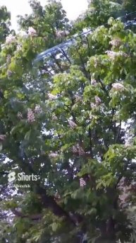 Цветение каштанов.mp4