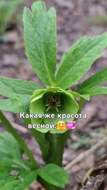 Весна!💞 #природа #подпишись #цветы #сельская_жизнь #от?