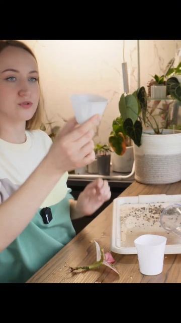 Продолжаю пересадки в минеральный грунт ч2 🌱 #комнатн