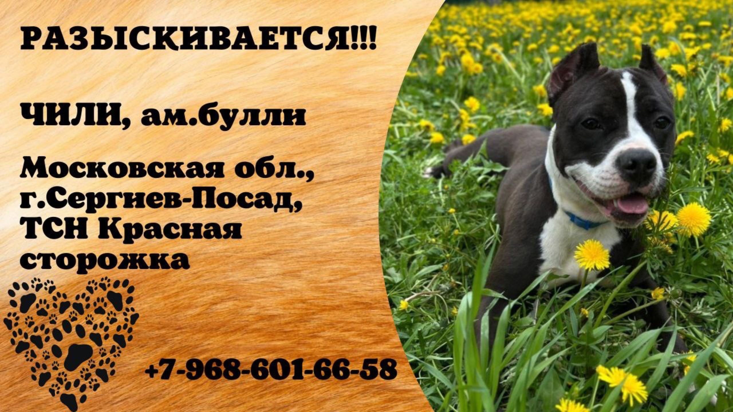 Пропала собака! ЧИЛИ, ам.булли. Московская обл., г.Сергиев-Посад.