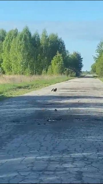 Встреча на дороге