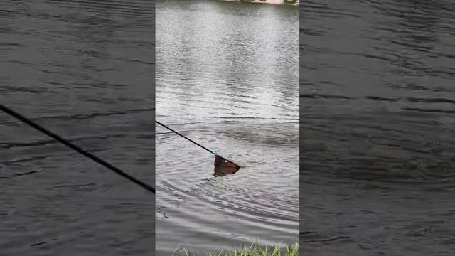 Карп в Клинском.mp4