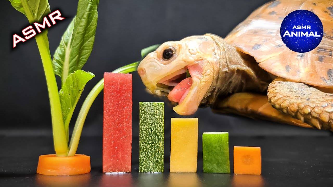 АСМР Поедание еды МУКБАНГ 🐢 Черепаха