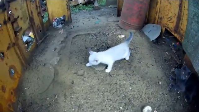 ОДИН ДЕНЬ ИЗ ЖИЗНИ КОТЁНКА СНЕЖКА