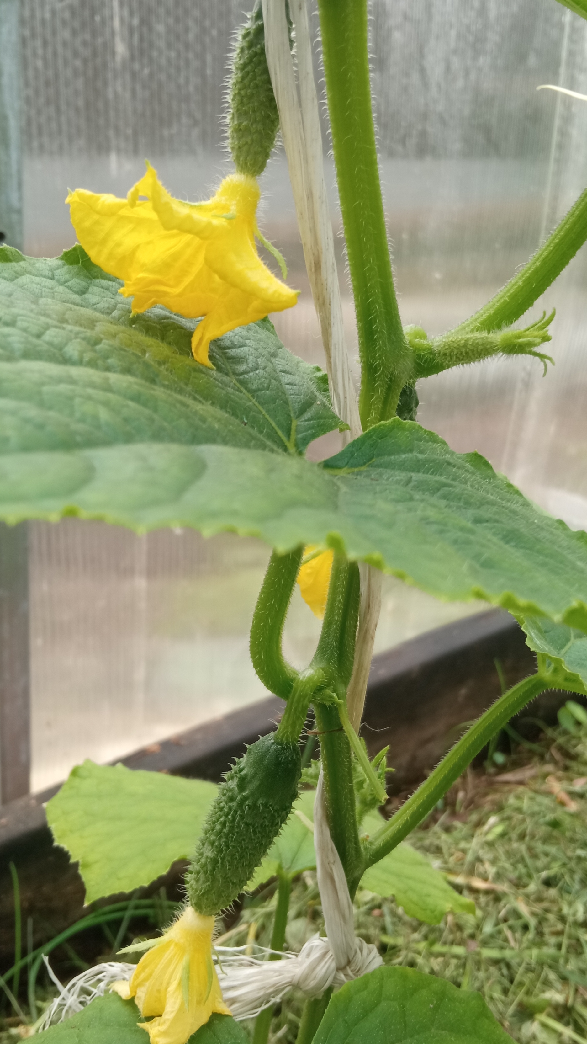 Посев огурцов сухими семенами в бочки в ОГ