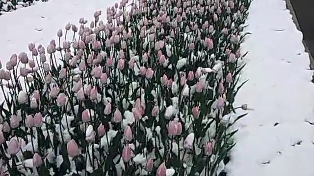 vid_20240509_Тюльпаны под шубой.mp4
