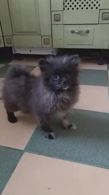 Щенок мини  шпиц 5 мес