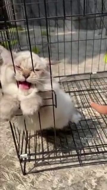 _menya33_yapfiles.ru