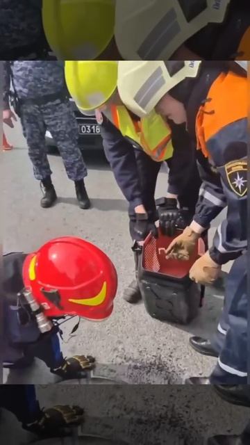 🐦Птенцов спасли на Тверском бульваре🐦