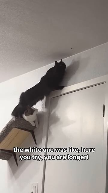 Two cats #catreaction #funny #catvideos #pets #shaababies #cute #catcomedy #cat