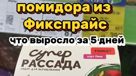 огород на подоконнике из Фикс Прайс за 5 дней