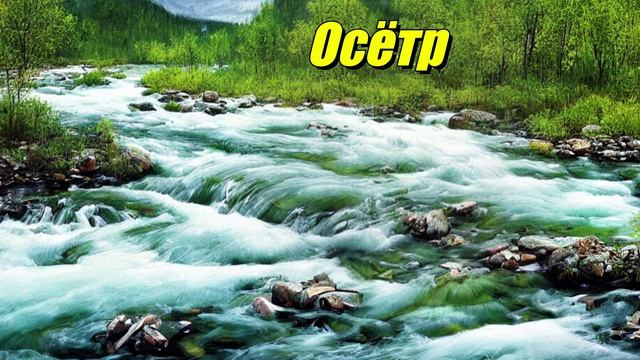 Осётр