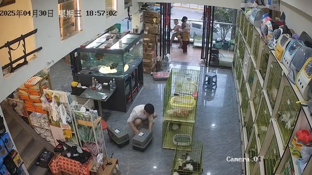 Осторожно, страшное видео! Жонглирование котятами