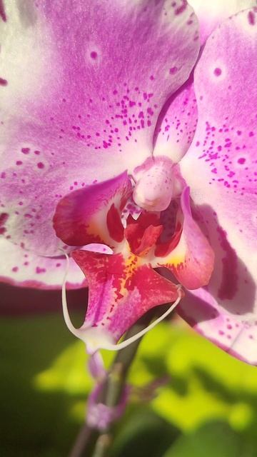 Phal. Brother you