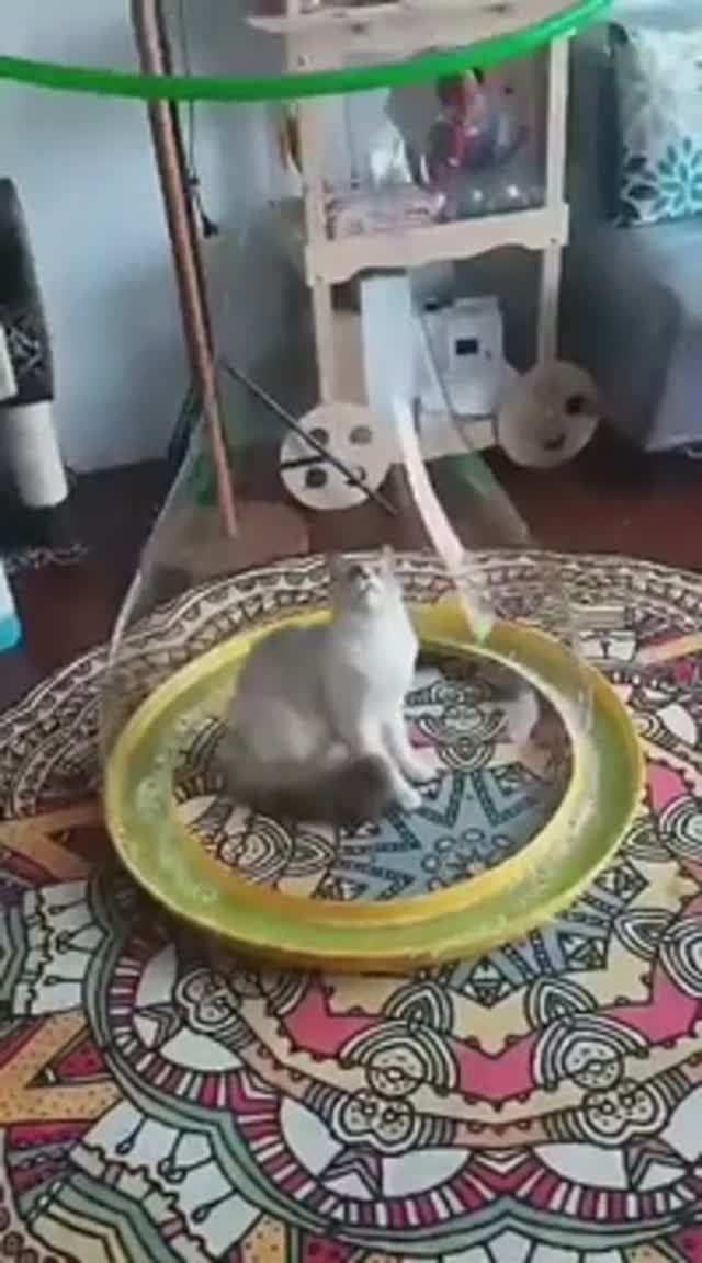 🤣Тем временем каждый занят делом🙀