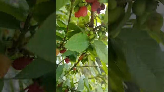Сердце терренкура: дыхание маршрутов здоровья