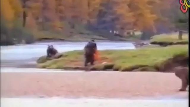 Кунг фу медведь