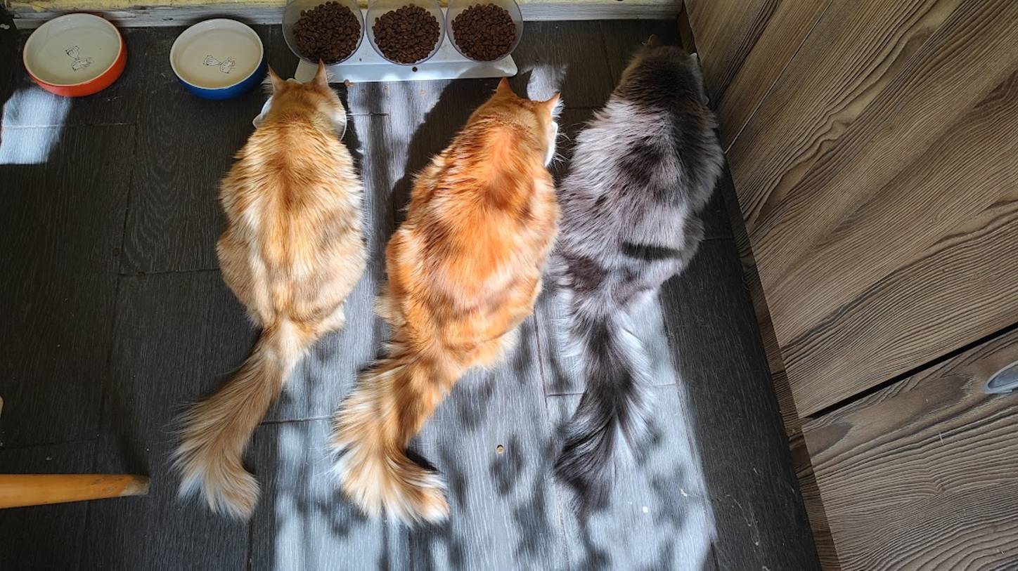 Я рисую, коты смотрят)