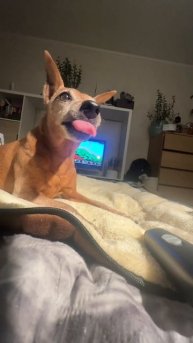 Стрижка когтей у собак. Как подстричь когти без стресса? #Shorts