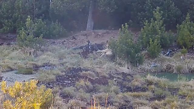 🐺🐺 видео фотоловушки