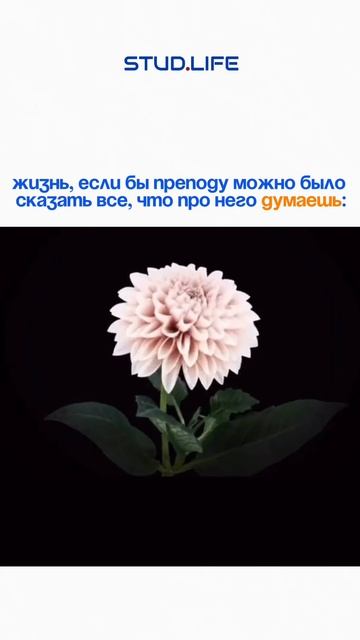 Жизнь была бы прекрасна!🌸