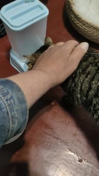 Ганс остаётся на хозяйстве, а я сейчас повезу вкусняшки хвостикам.