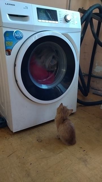 Котяры, собакены