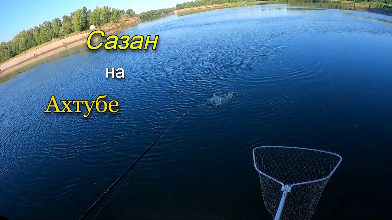 Ловля сазана летом на донки
