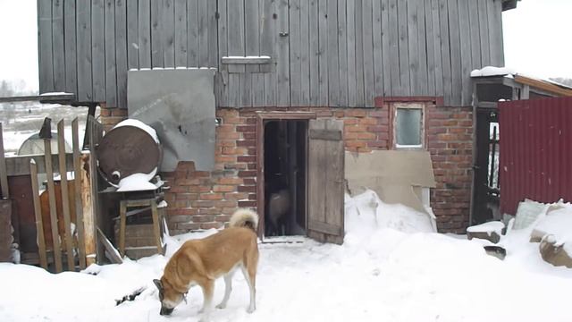 Зима, снег,козы, уголь, свежий воздух. (Winter, snow, goats, coal, fresh air.)