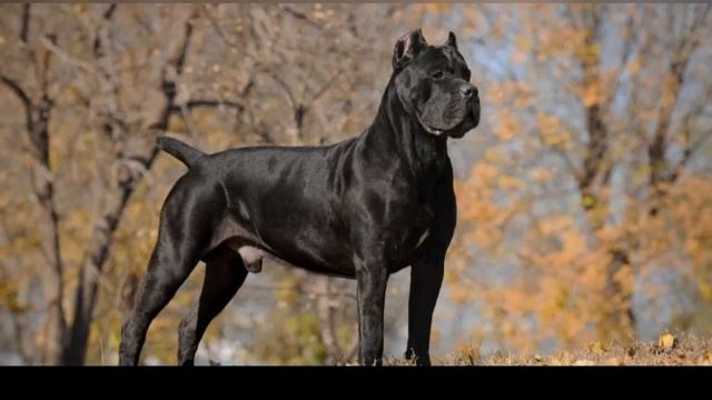 порода собак Кане Корсо 🐕