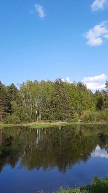 Лягушки запели в лесу свои заводные брачные песни
