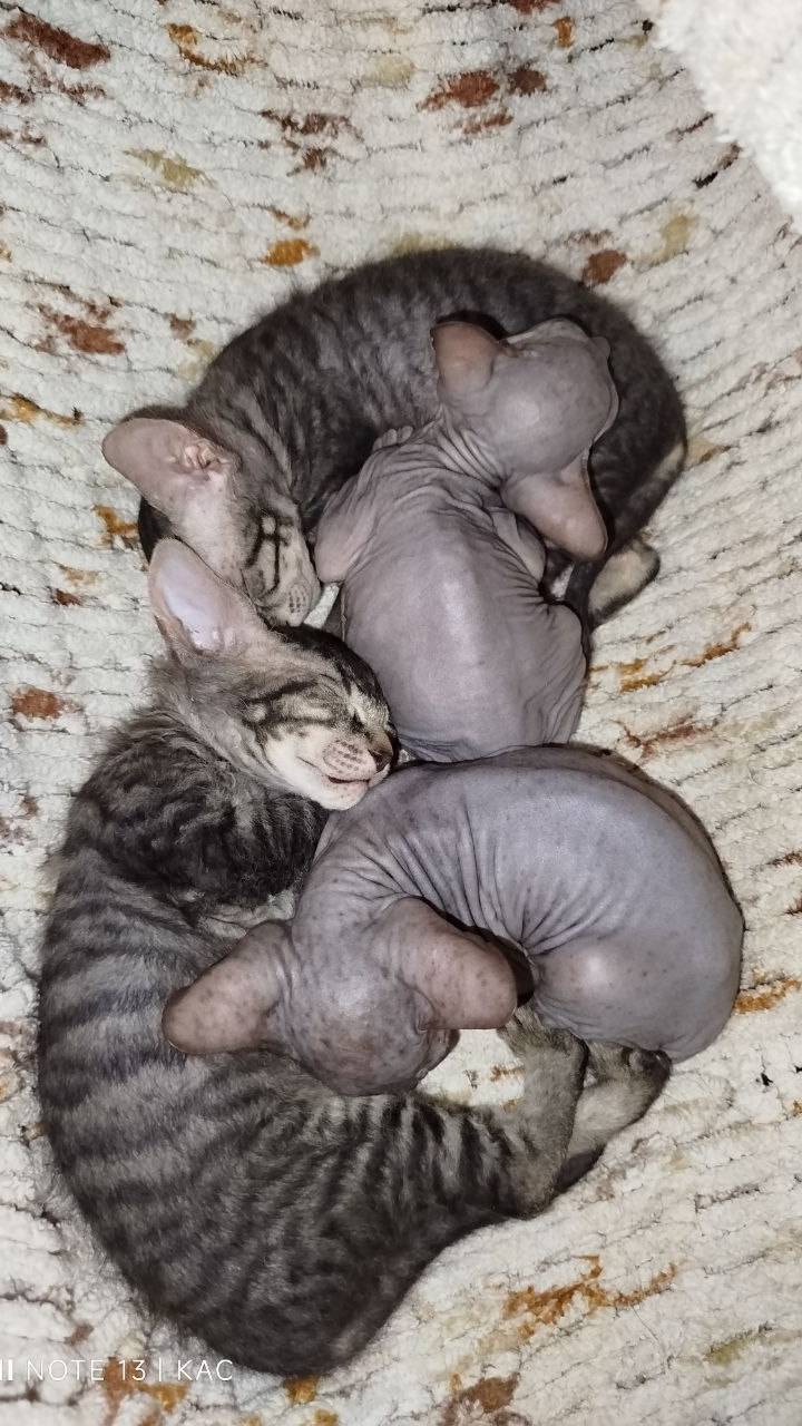 Мои котопуры!