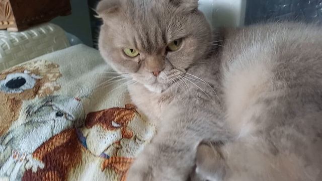 Кошки имеют свои взгляды и мысли на всё 🐈❣️