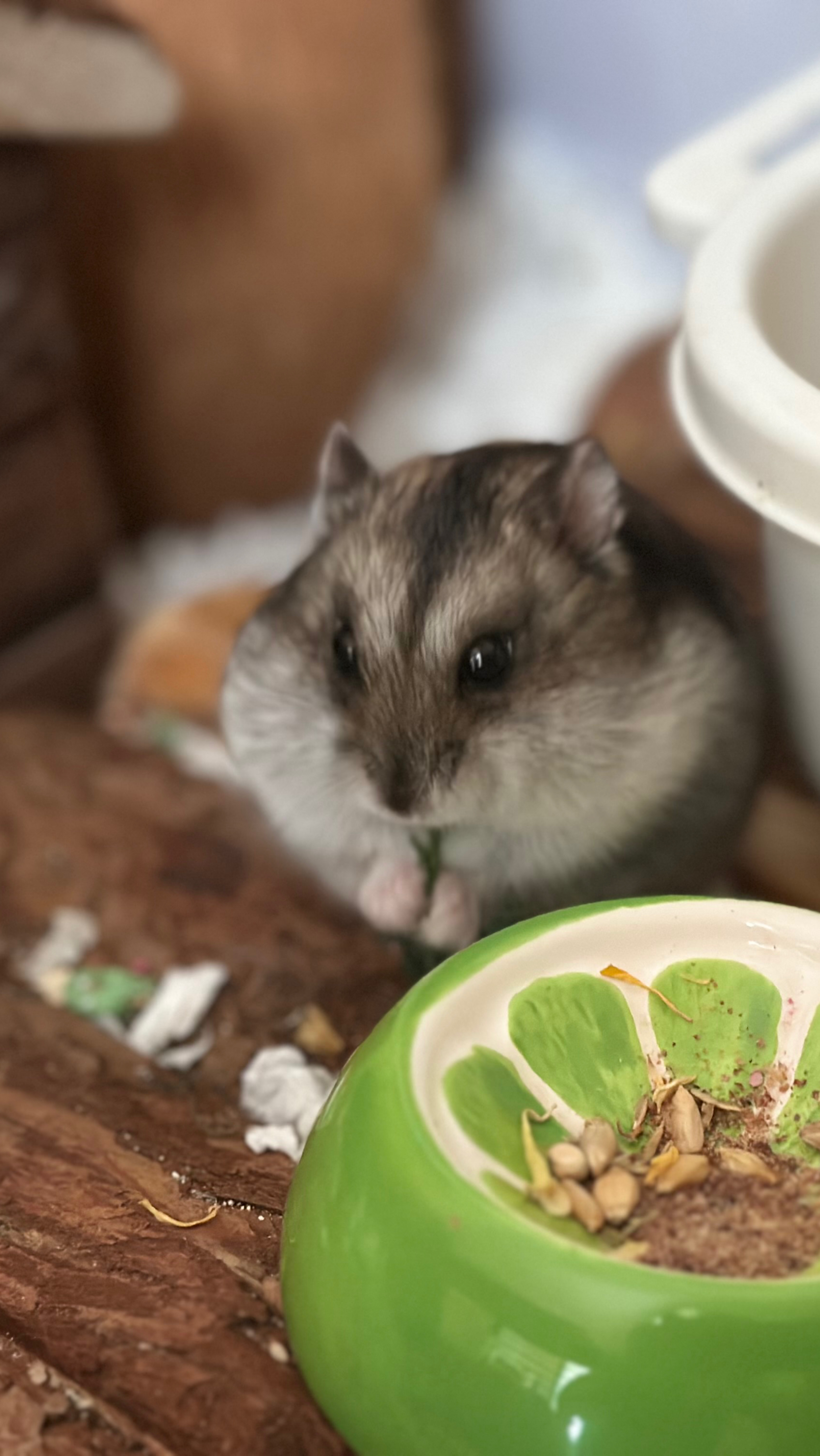 Хомячок Голди 🥰