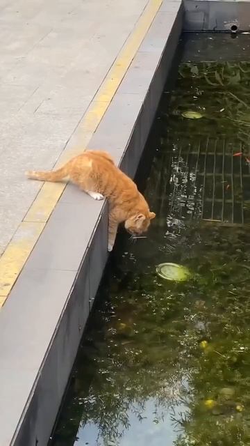 Оригинальный способ питья 🐈💧❤️