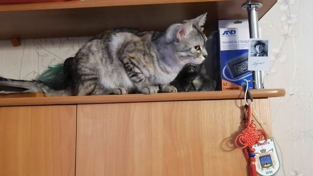 VID_20250516_194935.mp4