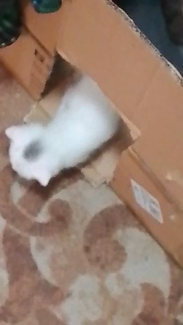 мои котятки