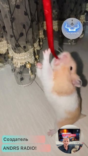 Хомяк!