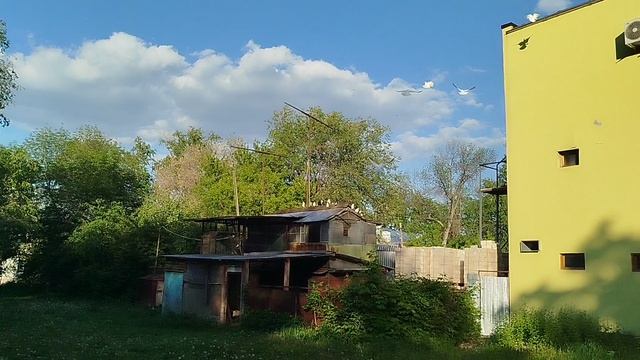 Почтовые голуби