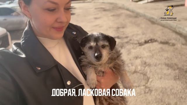 История появления Джии в приюте во второй раз. Поддержать⬇️