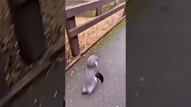 А животные, иногда добрее..