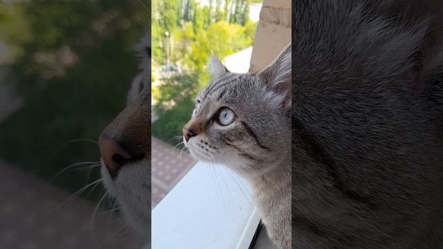 Многоэтажный кот почуял весну