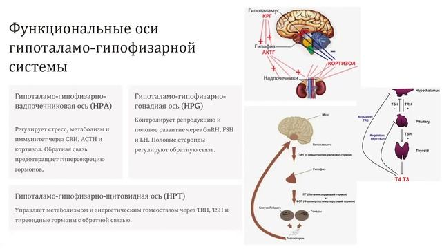 Гипоталамо-гипофизарная система