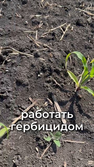 Сначала заморозки, а теперь ещё и гербицид🤯#Аминокис?